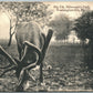 WASHINGTONVILLE PA BILLMEYER'S PARK BIG ELK 1911 ANTIQUE POSTCARD