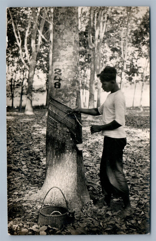 SUMATRA INDONESIA PARA RUBBER TREE TAPPING VINTAGE REAL PHOTO POSTCARD RPPCRPPC