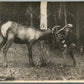 MAN w/ ELK ANTIQUE REAL PHOTO POSTCARD RPPC