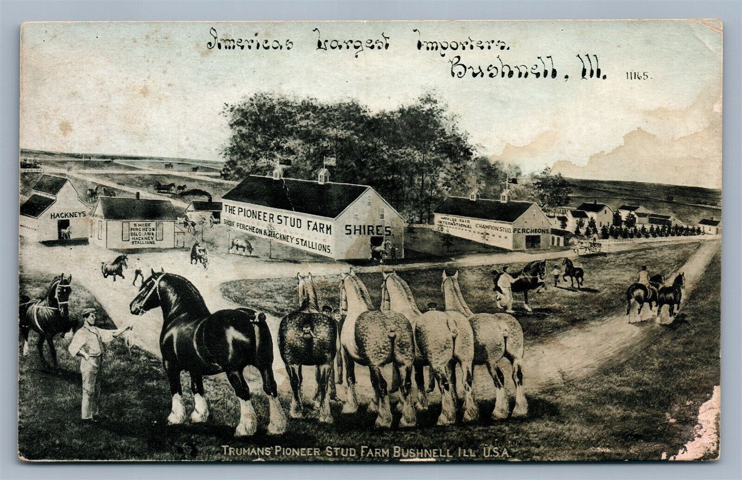 BUSHNELL IL PIONEER STUD FARM ADVERTISING ANTIQUE POSTCARD collage montage