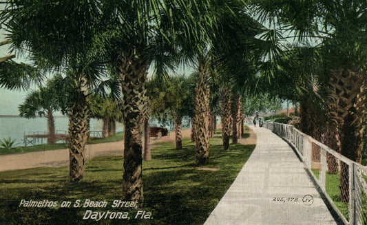 DAYTONA FL PALMETTOS ON SOUTH BEACH STREET ANTIQUE POSTCARD