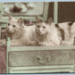 2 CATS HAND COLORED ANTIQUE REAL PHOTO POSTCARD RPPC