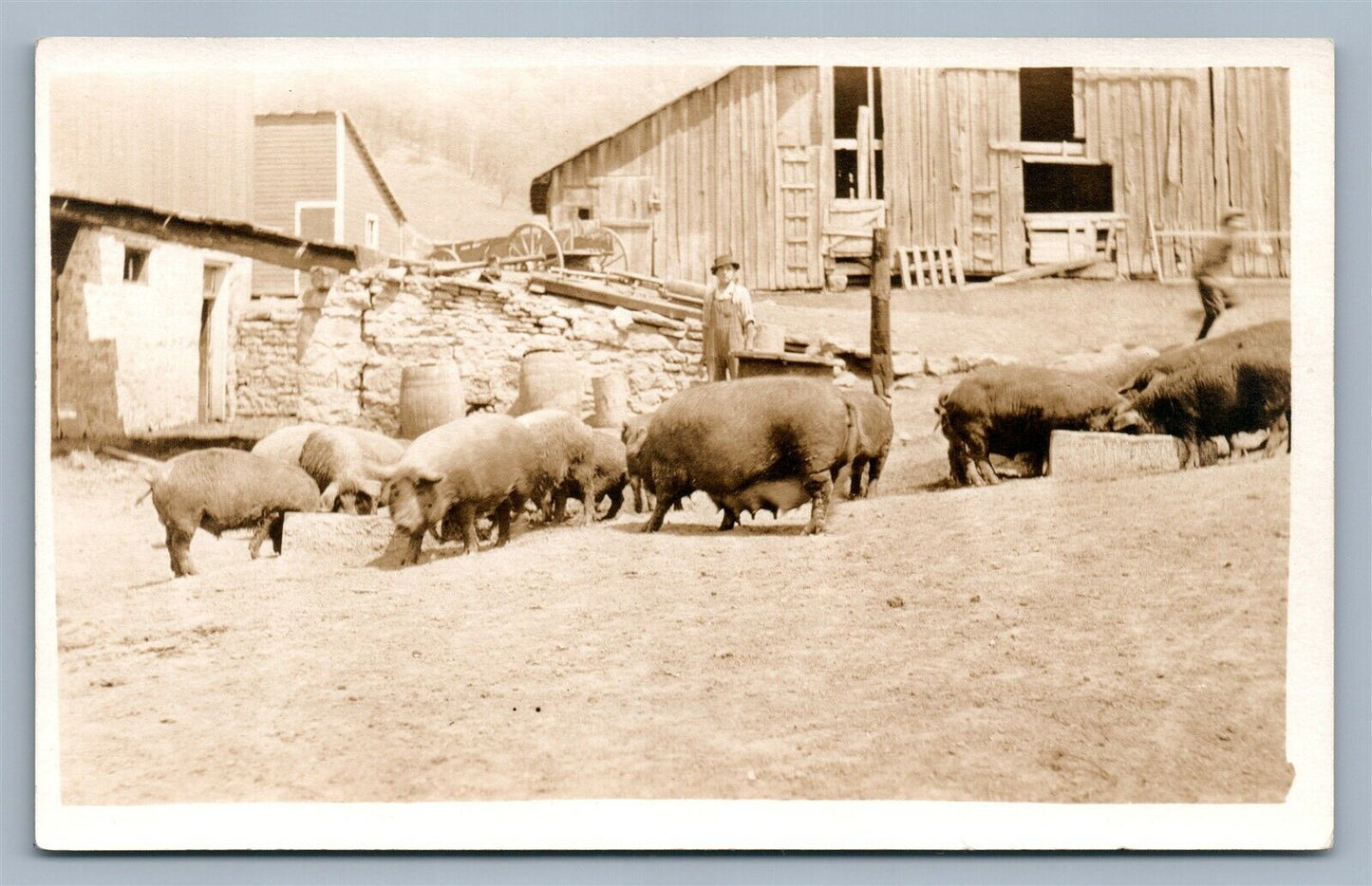 PIGS FARMING ANTIQUE REAL PHOTO POSTCARD RPPC