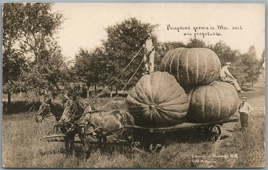 EXAGGERATED PUMPKINS in MISSOURI ANTIQUE REAL PHOTO POSTCARD RPPC