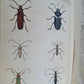 1770 ILLUSTRATIONS of NATURAL HISTORY of EXOTIC INSECTS by D.DRURY antique RARE