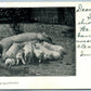 PIGLET DINNER ANTIQUE POSTCARD MAKING HOGS OF THEMSELVES