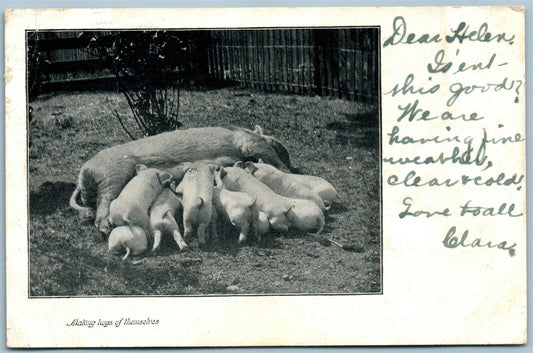 PIGLET DINNER ANTIQUE POSTCARD MAKING HOGS OF THEMSELVES