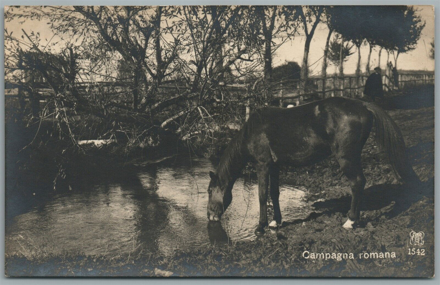 HORSE ITALIAN ANTIQUE REAL PHOTO POSTCARD RPPC