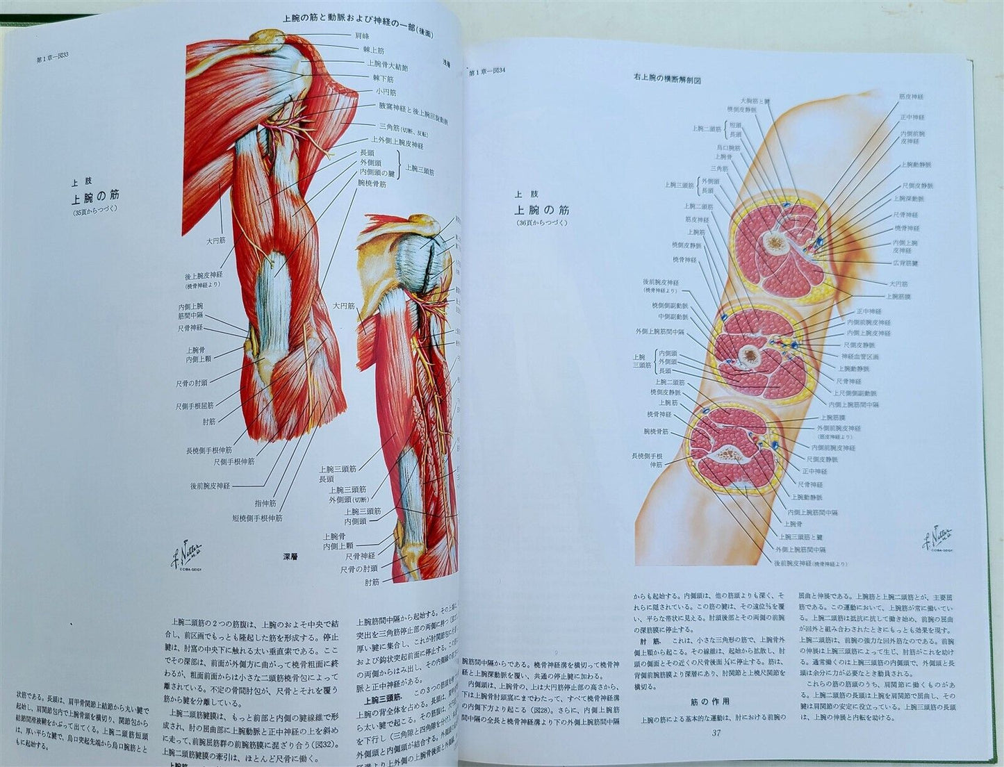 CIBA COLLECTION of MEDICAL ILLUSTRATIONS by FRANK H. NETTER reference & art book