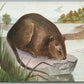 ADVERTISING of POST CARD PRINTER ARTIST SIGNED HARVEY ANTIQUE POSTCARD - RAT