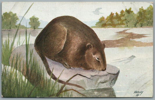 ADVERTISING of POST CARD PRINTER ARTIST SIGNED HARVEY ANTIQUE POSTCARD - RAT