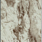 ALPINIST GROUP w/ FEMALE CLIMBER ANTIQUE REAL PHOTO POSTCARD RPPC