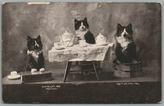 CATS AT THE TEA TABLE ANTIQUE POSTCARD