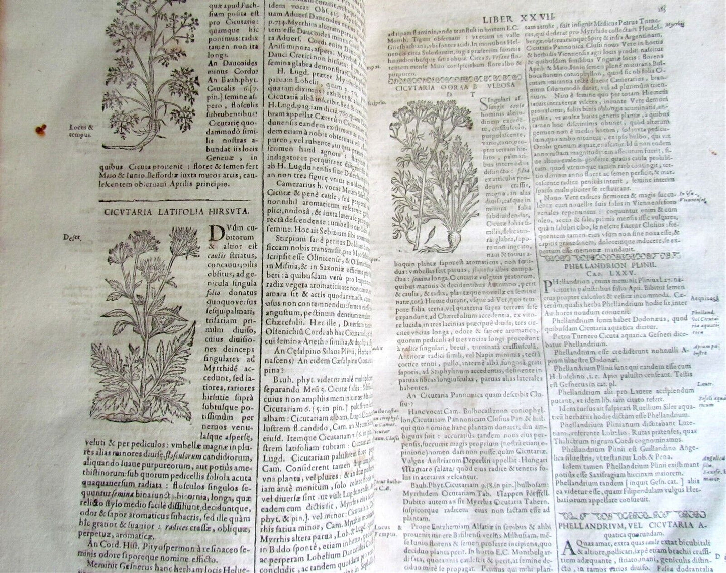 1651 HISTORIAE PLANTARUM UNIVERSALIS v.3 by J. Bauhin antique BOTANY ILLUSTRATED