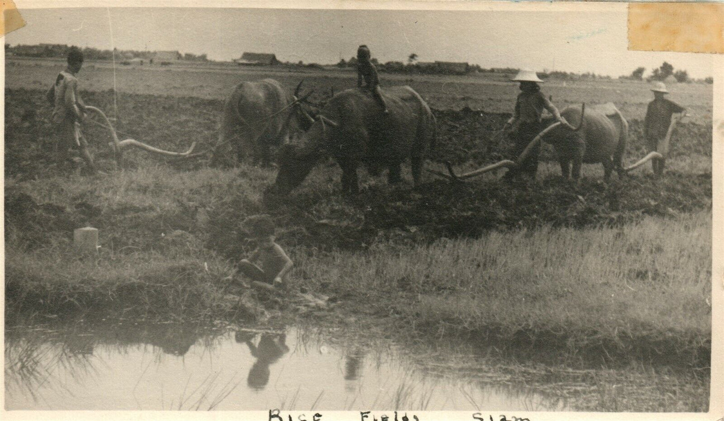 THAILAND SIAM FARM SCENE ANTIQUE REAL PHOTO POSTCARD RPPC