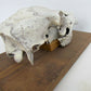 ANIMAL SKULL MOUNTED taxidermy