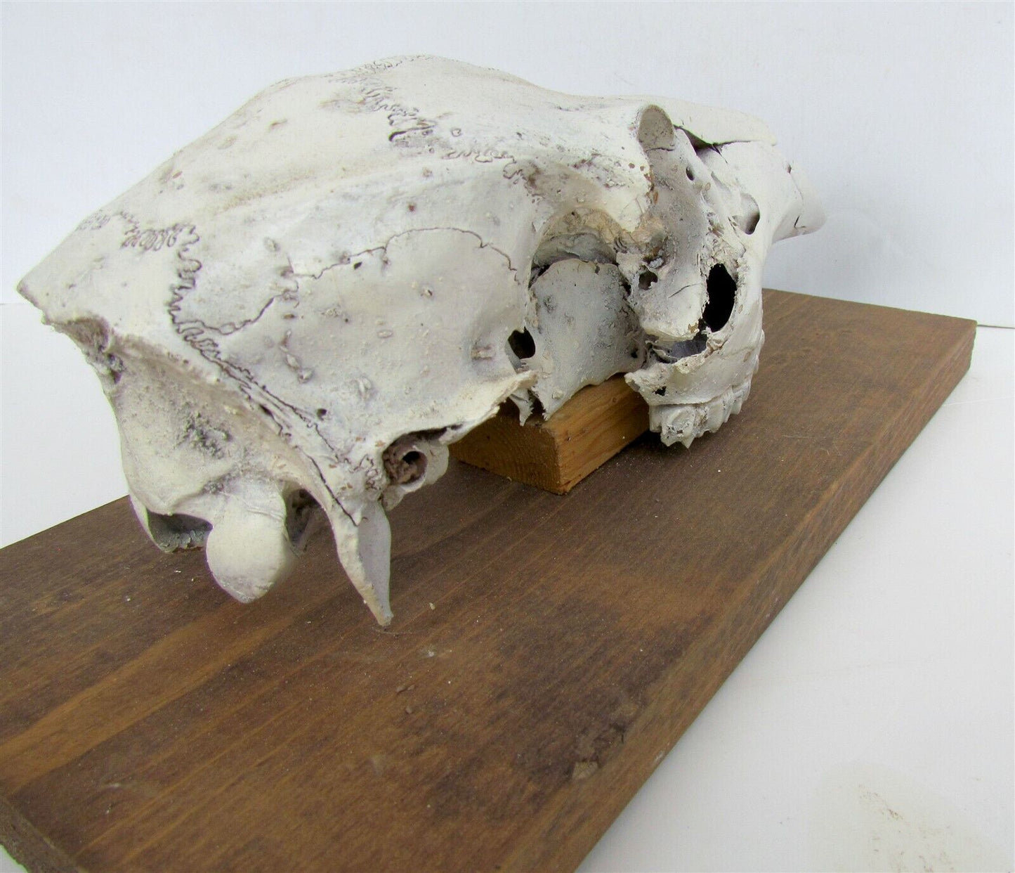 ANIMAL SKULL MOUNTED taxidermy