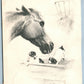 DOGS w/ HORSE 1901 ANTIQUE POSTCARD w/ RUSSIAN FINLAND STAMPS