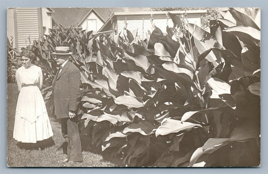 TOBACCO FIELD 1910 ANTIQUE REAL PHOTO POSTCARD RPPC