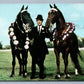 HORSE CHAMPIONS 1963 VINTAGE POSTCARD GOODLETTSVILLE TN