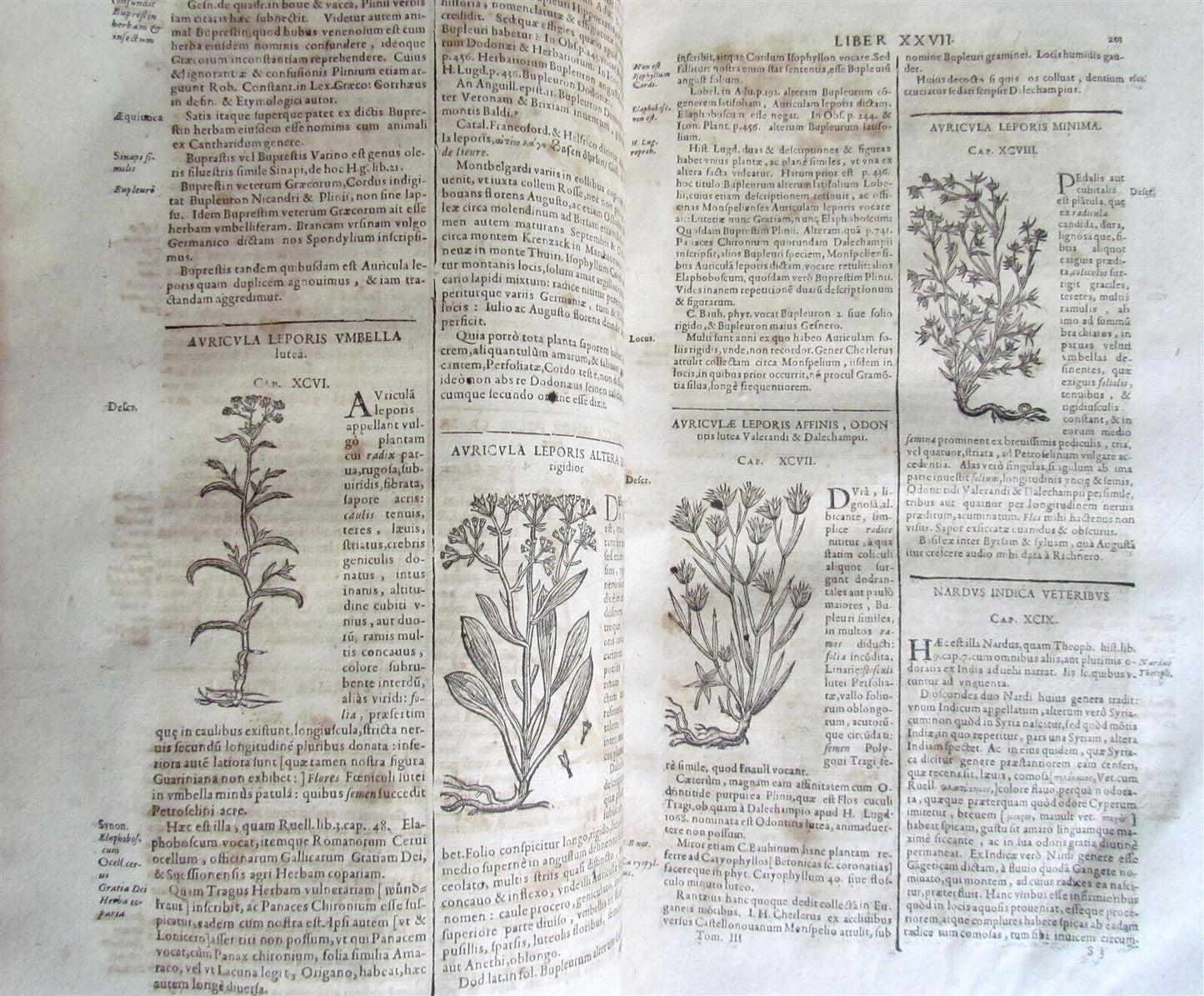 1651 HISTORIAE PLANTARUM UNIVERSALIS v.3 by J. Bauhin antique BOTANY ILLUSTRATED