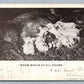 PIG MILKING PUPPIES ANTIQUE POSTCARD w/ CORK CANCEL