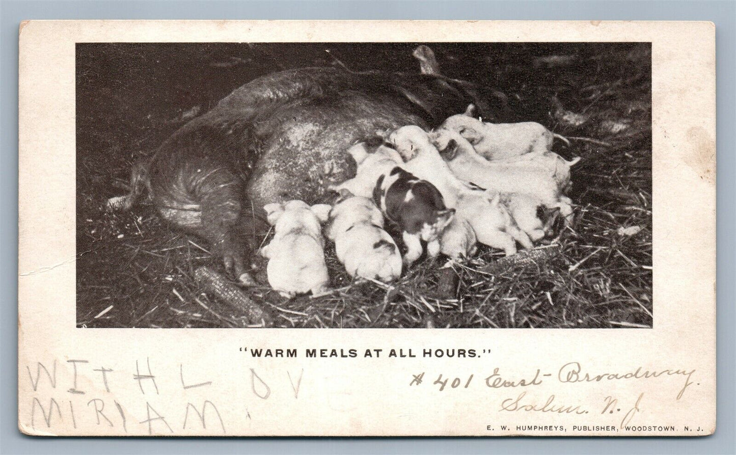 PIG MILKING PUPPIES ANTIQUE POSTCARD w/ CORK CANCEL