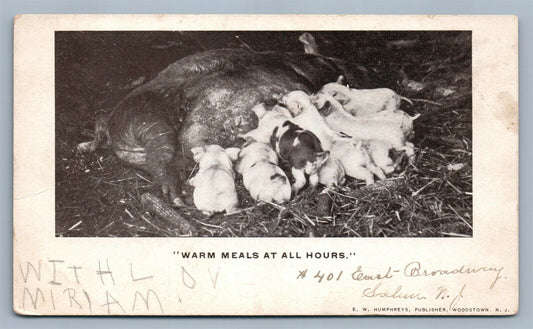 PIG MILKING PUPPIES ANTIQUE POSTCARD w/ CORK CANCEL
