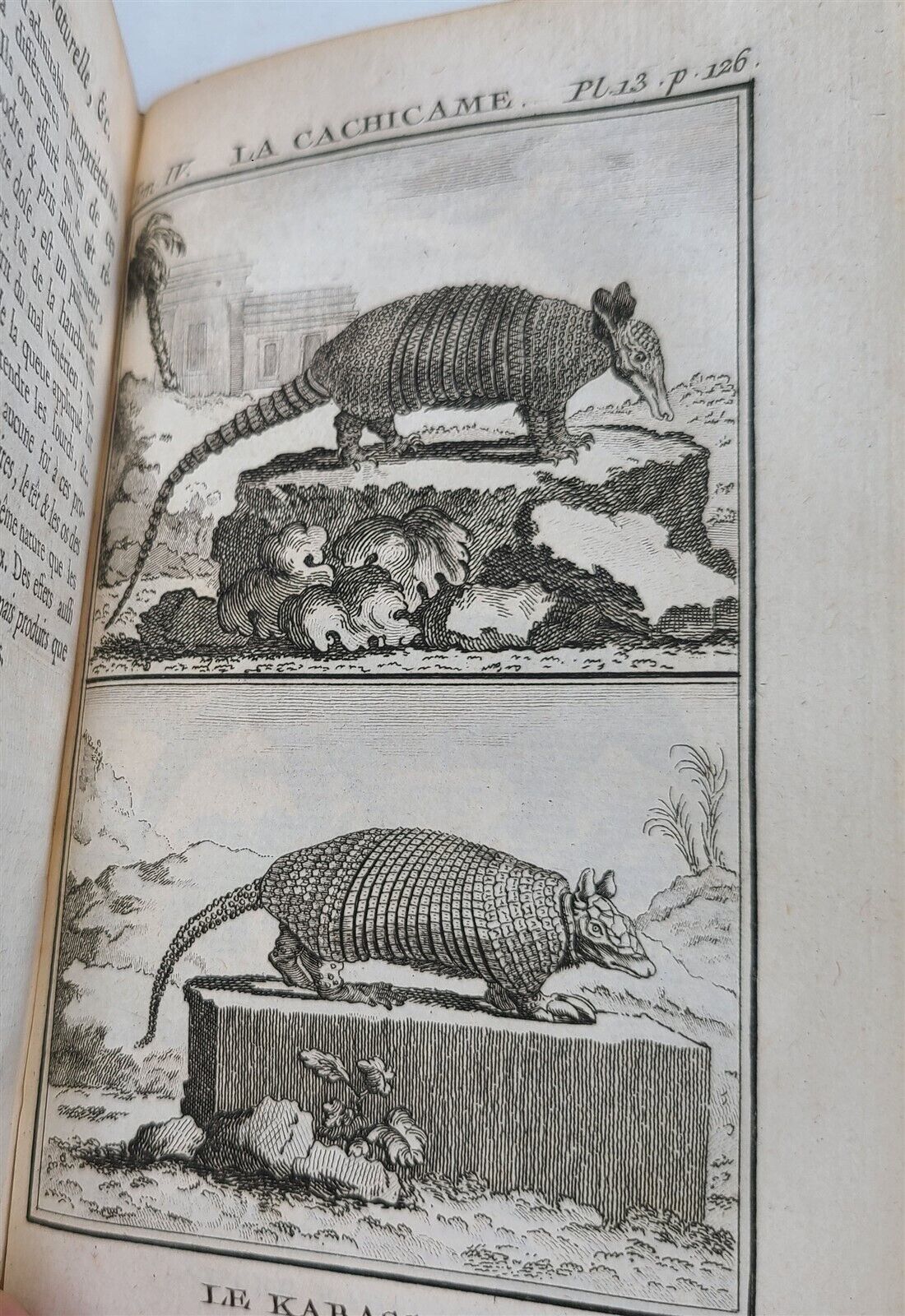 1774 NATURAL HISTORY by BUFFON 21 volumes antique ILLUSTRATED w/ 284 PLATES