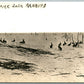 SOME JACK RABBITS ANTIQUE RPPC REAL PHOTO POSTCARD