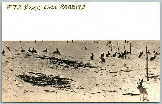 SOME JACK RABBITS ANTIQUE RPPC REAL PHOTO POSTCARD