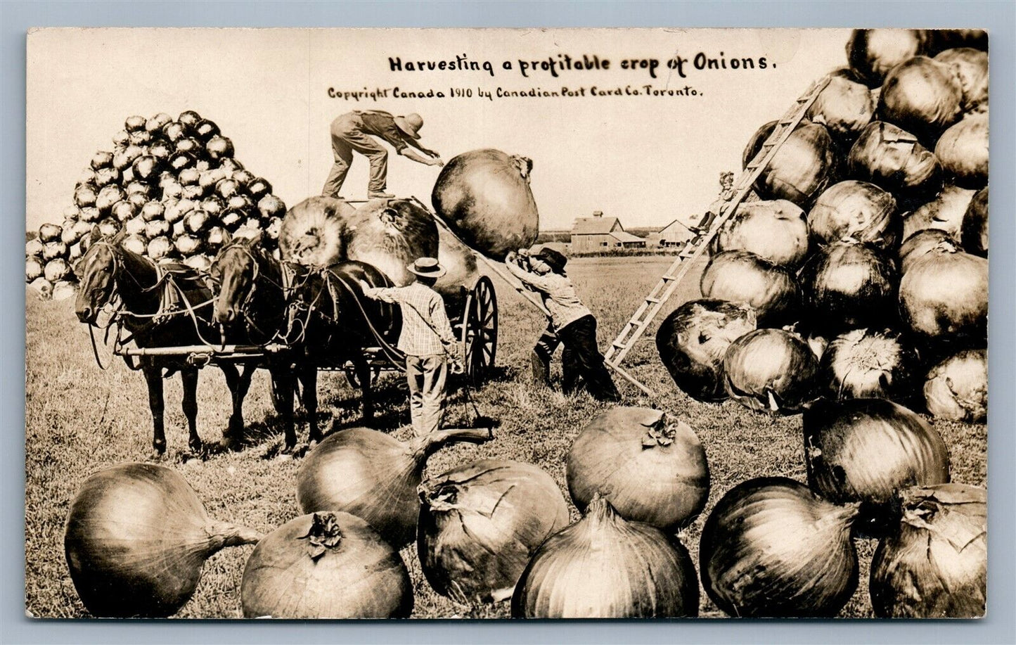 EXAGGERATED ONIONS HARVEST ANTIQUE REAL PHOTO POSTCARD RPPC collage MONTAGE