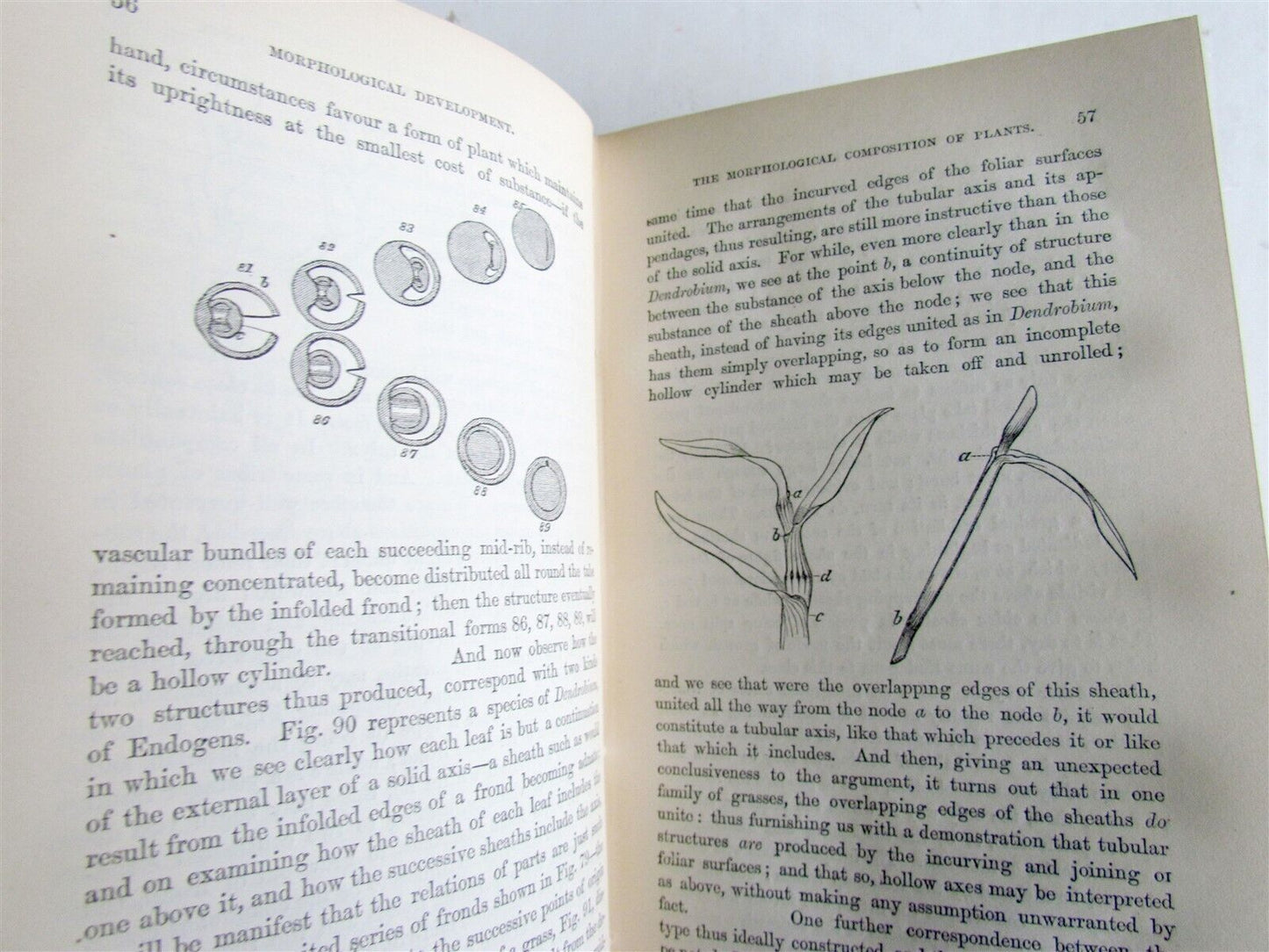 1874 PRINCIPLES of BIOLOGY by HERBERT SPENCER antique ILLUSTRATED Vol. II