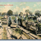 CELERY FARM IN FLORIDA ANTIQUE POSTCARD