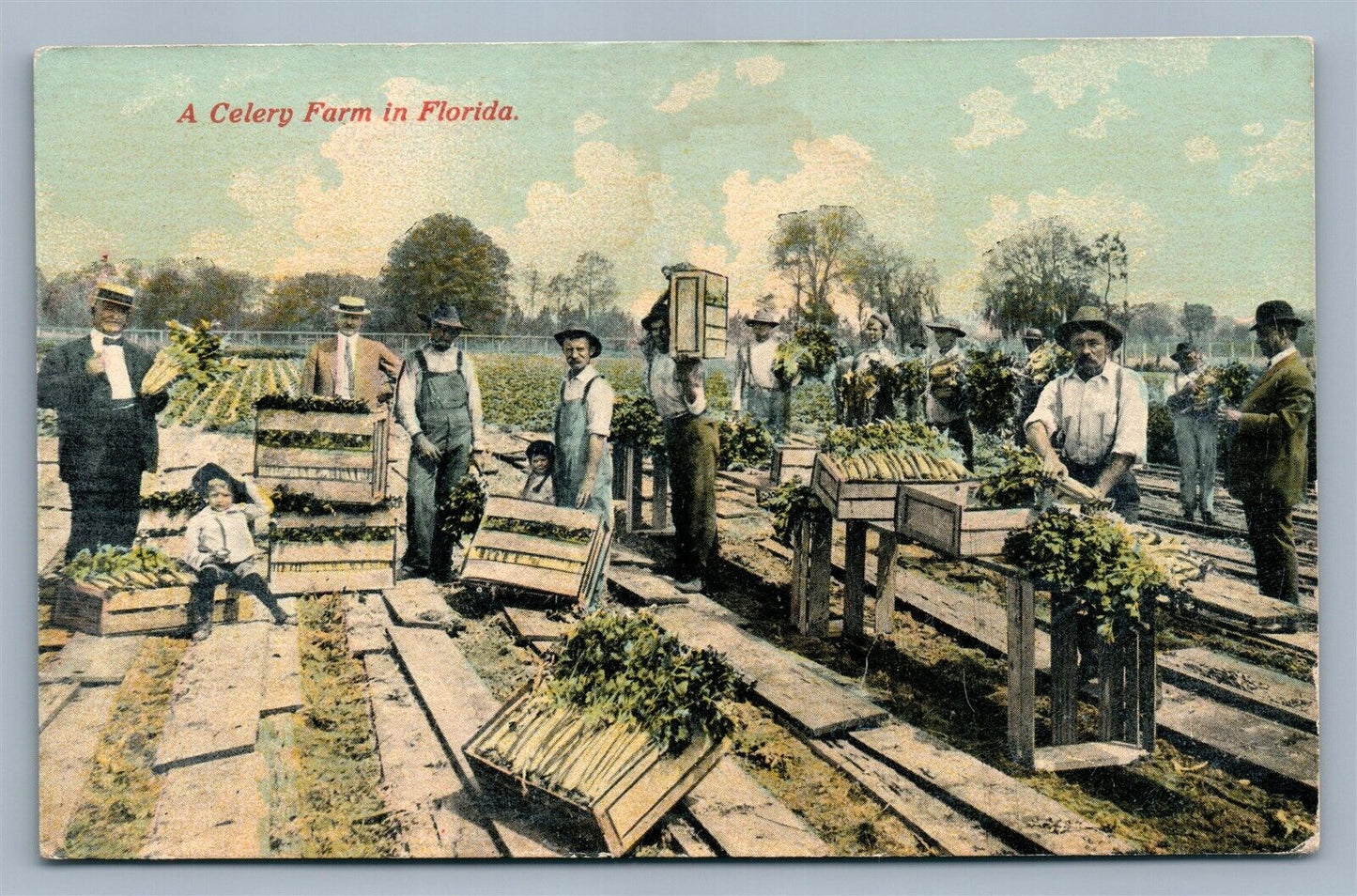CELERY FARM IN FLORIDA ANTIQUE POSTCARD
