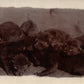 PUPPIES ANTIQUE REAL PHOTO POSTCARD RPPC