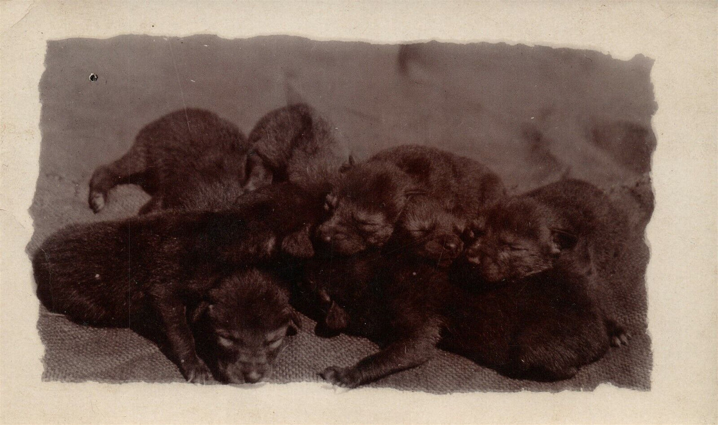 PUPPIES ANTIQUE REAL PHOTO POSTCARD RPPC