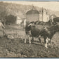 HORSE AND COW PLOW AGRICULTURE ANTIQUE REAL PHOTO POSTCARD RPPC