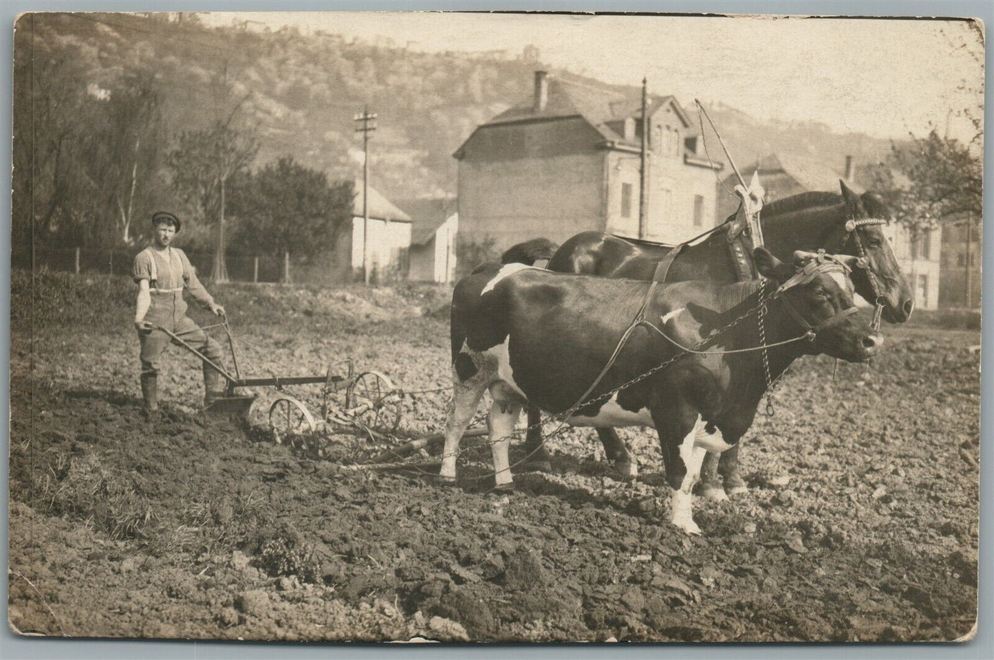 HORSE AND COW PLOW AGRICULTURE ANTIQUE REAL PHOTO POSTCARD RPPC