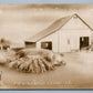 EXAGGERATED PIGS FARM TRACTOR ANTIQUE REAL PHOTO POSTCARD RPPC montage collage