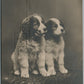 PAIR of PUPPIES dogs ANTIQUE REAL PHOTO POSTCARD RPPC