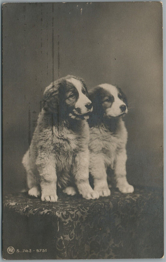 PAIR of PUPPIES dogs ANTIQUE REAL PHOTO POSTCARD RPPC