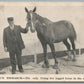 FIVE LEGGED HORSE PRINCE BISMARK ANTIQUE POSTCARD