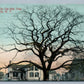 LeROY NY OLD ELM TREE ANTIQUE POSTCARD