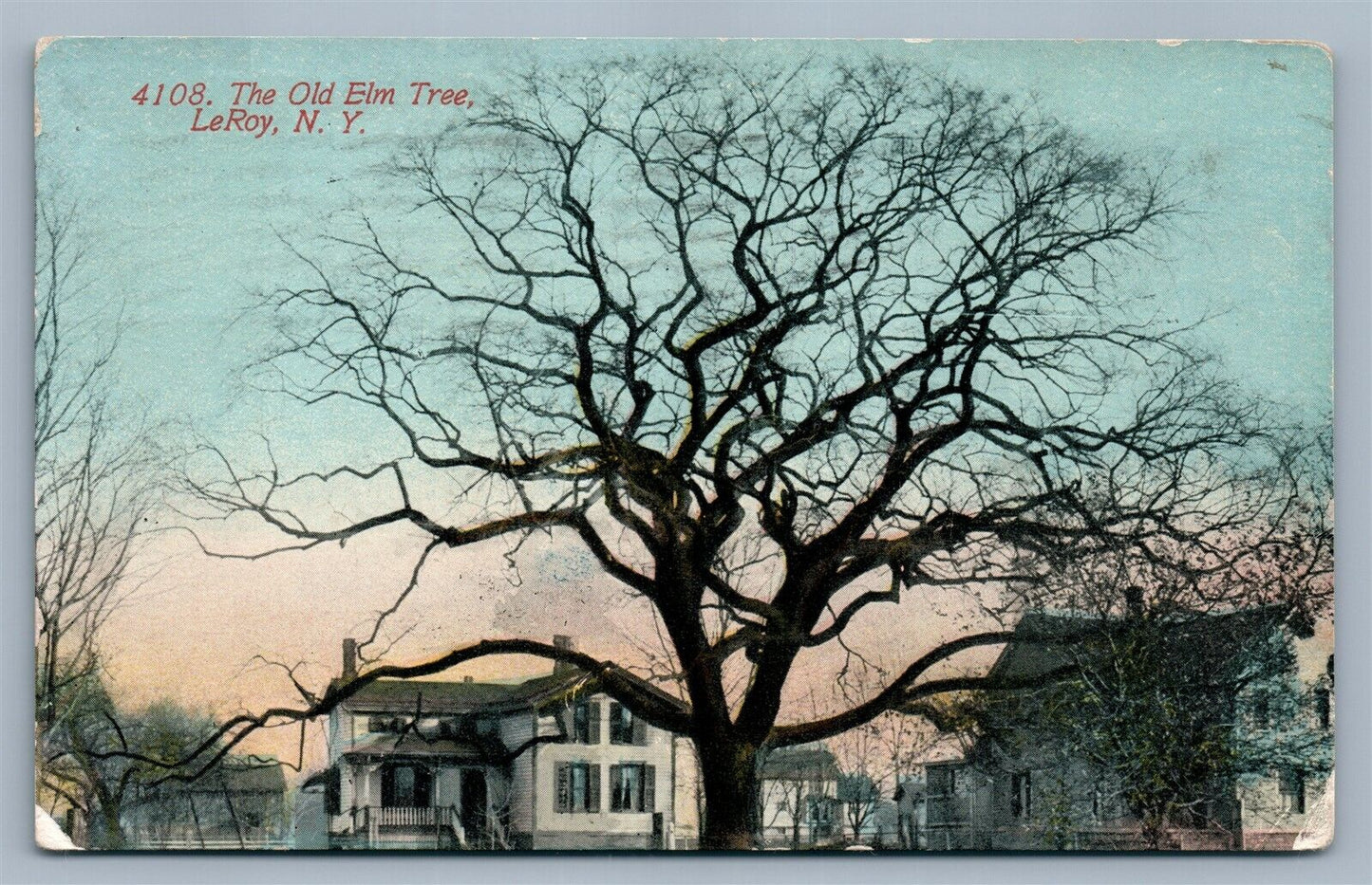 LeROY NY OLD ELM TREE ANTIQUE POSTCARD