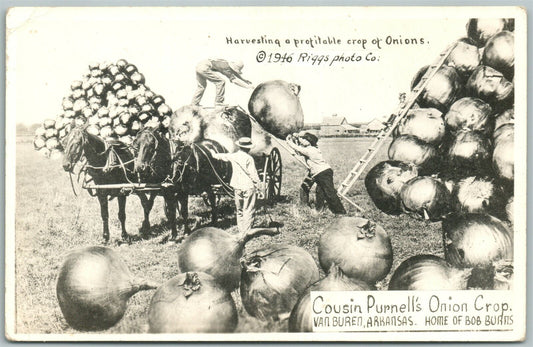 VAN BUREN AR ONIONS EXAGGERATED VINTAGE REAL PHOTO POSTCARD RPPC  farming