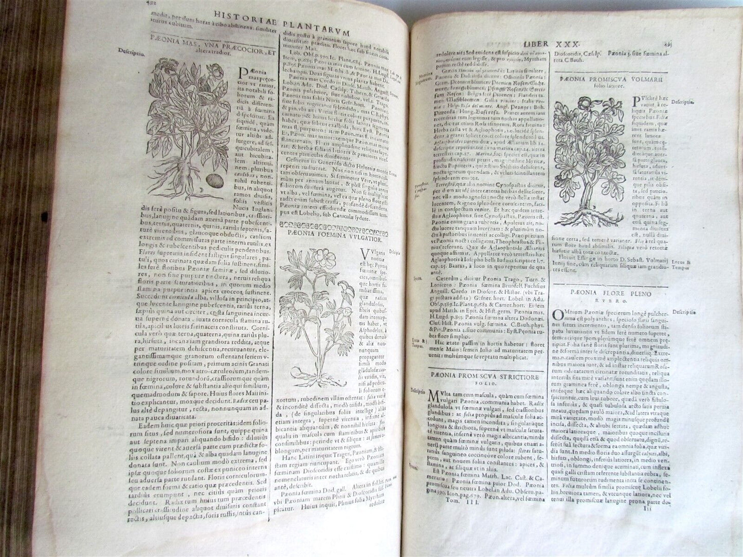 1651 HISTORIAE PLANTARUM UNIVERSALIS v.3 by J. Bauhin antique BOTANY ILLUSTRATED