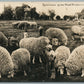 SPECIMENS OF WOOL PRODUCERS EXAGGERATED ANTIQUE REAL PHOTO POSTCARD RPPC