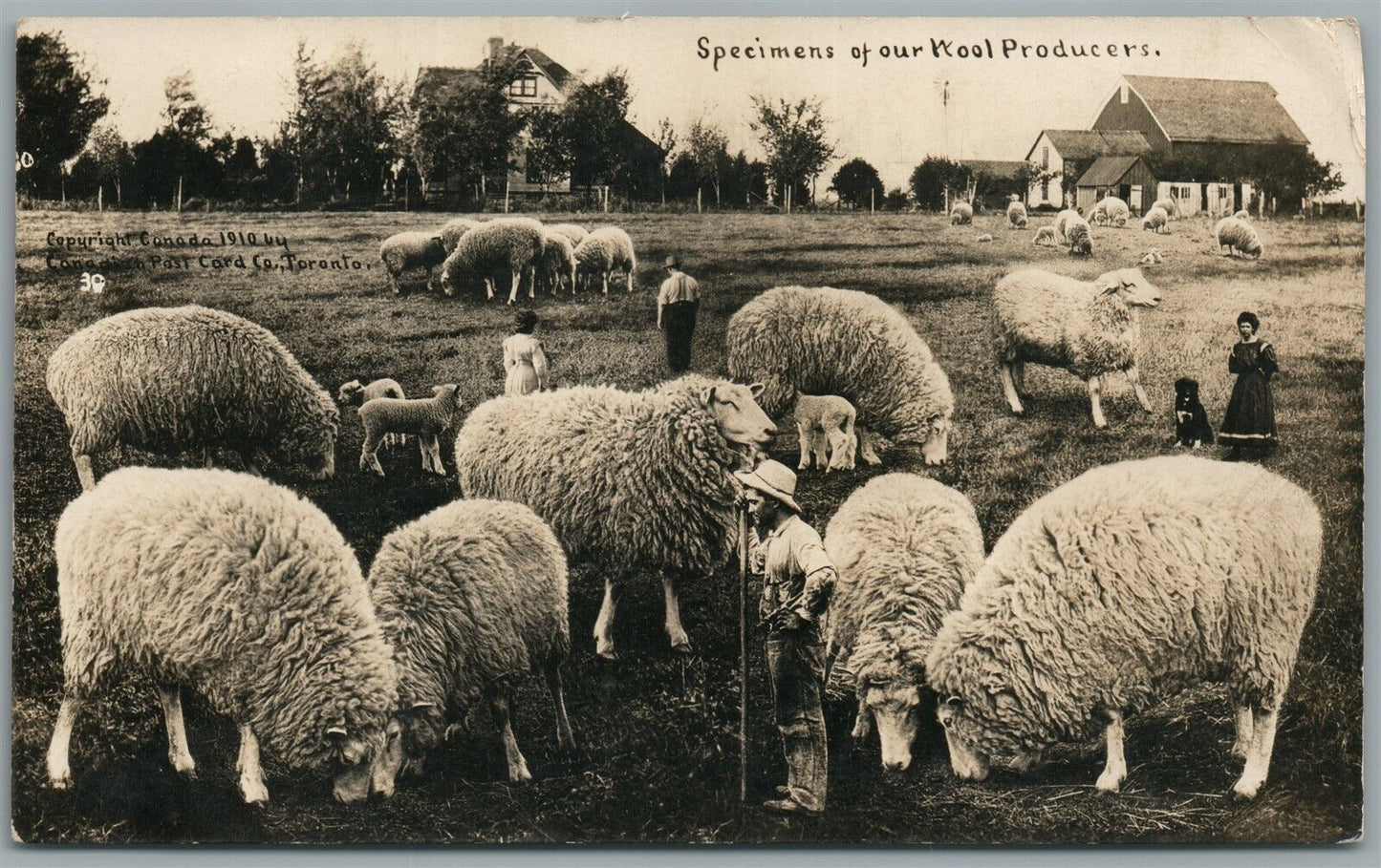 SPECIMENS OF WOOL PRODUCERS EXAGGERATED ANTIQUE REAL PHOTO POSTCARD RPPC