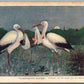 COMPARING NOTES STORKS w/ BABIES ANTIQUE POSTCARD